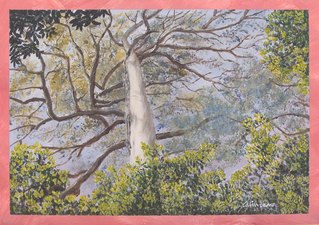 Tall Trees in Tasmania